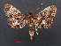  ( - RMNH.INS.538262)  @13 [ ] CreativeCommons - Attribution Non-Commercial Share-Alike (2012) Unspecified Naturalis, Biodiversity Centre