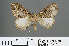  ( - RMNH.INS.540070)  @12 [ ] CreativeCommons - Attribution Non-Commercial Share-Alike (2013) Unspecified Naturalis, Biodiversity Centre