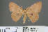  (Anisodes absconditaria - RMNH.INS.540077)  @12 [ ] CreativeCommons - Attribution Non-Commercial Share-Alike (2013) Unspecified Naturalis, Biodiversity Centre