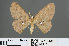  (Perixera argyromma - RMNH.INS.540078)  @14 [ ] CreativeCommons - Attribution Non-Commercial Share-Alike (2013) Unspecified Naturalis, Biodiversity Centre