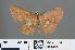  (Organopoda perorbata - RMNH.INS.540080)  @11 [ ] CreativeCommons - Attribution Non-Commercial Share-Alike (2013) Unspecified Naturalis, Biodiversity Centre
