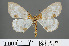  ( - RMNH.INS.540103)  @13 [ ] CreativeCommons - Attribution Non-Commercial Share-Alike (2013) Unspecified Naturalis, Biodiversity Centre