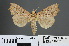 ( - RMNH.INS.540160)  @12 [ ] CreativeCommons - Attribution Non-Commercial Share-Alike (2012) Unspecified Naturalis, Biodiversity Centre