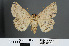  ( - RMNH.INS.540170)  @13 [ ] CreativeCommons - Attribution Non-Commercial Share-Alike (2012) Unspecified Naturalis, Biodiversity Centre