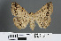  ( - RMNH.INS.540171)  @13 [ ] CreativeCommons - Attribution Non-Commercial Share-Alike (2012) Unspecified Naturalis, Biodiversity Centre