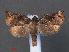  ( - RMNH.INS.540410)  @13 [ ] CreativeCommons - Attribution Non-Commercial Share-Alike (2012) Unspecified Naturalis, Biodiversity Centre