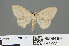  (Scopula longicerata - RMNH.INS.541277)  @11 [ ] CreativeCommons - Attribution Non-Commercial Share-Alike (2013) Unspecified Naturalis, Biodiversity Centre