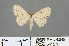  ( - RMNH.INS.541278)  @13 [ ] CreativeCommons - Attribution Non-Commercial Share-Alike (2013) Unspecified Naturalis, Biodiversity Centre