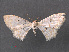  (Scopula supernivearia - RMNH.INS.541280)  @11 [ ] CreativeCommons - Attribution Non-Commercial Share-Alike (2013) Unspecified Naturalis, Biodiversity Centre