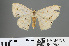  (Scopula voluptaria - RMNH.INS.541282)  @13 [ ] CreativeCommons - Attribution Non-Commercial Share-Alike (2013) Unspecified Naturalis, Biodiversity Centre