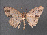  (Scopula pulchellata pulchellata - RMNH.INS.541283)  @11 [ ] CreativeCommons - Attribution Non-Commercial Share-Alike (2013) Unspecified Naturalis, Biodiversity Centre