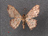  ( - RMNH.INS.541286)  @13 [ ] CreativeCommons - Attribution Non-Commercial Share-Alike (2013) Unspecified Naturalis, Biodiversity Centre