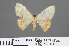  ( - RMNH.INS.541321)  @11 [ ] CreativeCommons - Attribution Non-Commercial Share-Alike (2013) Unspecified Naturalis, Biodiversity Centre