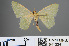  ( - RMNH.INS.541334)  @11 [ ] CreativeCommons - Attribution Non-Commercial Share-Alike (2013) Unspecified Naturalis, Biodiversity Centre