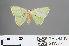  (Comostola dyakaria - RMNH.INS.541336)  @11 [ ] CreativeCommons - Attribution Non-Commercial Share-Alike (2013) Unspecified Naturalis, Biodiversity Centre