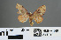  (Pylargosceles - RMNH.INS.541910)  @13 [ ] CreativeCommons - Attribution Non-Commercial Share-Alike (2013) Unspecified Naturalis, Biodiversity Centre