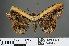  ( - RMNH.INS.541913)  @13 [ ] CreativeCommons - Attribution Non-Commercial Share-Alike (2013) Unspecified Naturalis, Biodiversity Centre