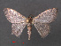  (Idaea informis - RMNH.INS.541926)  @11 [ ] CreativeCommons - Attribution Non-Commercial Share-Alike (2013) Unspecified Naturalis, Biodiversity Centre