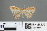  (Acolutha pulchella - RMNH.INS.541928)  @11 [ ] CreativeCommons - Attribution Non-Commercial Share-Alike (2013) Unspecified Naturalis, Biodiversity Centre