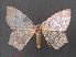  ( - RMNH.INS.541935)  @11 [ ] CreativeCommons - Attribution Non-Commercial Share-Alike (2013) Unspecified Naturalis, Biodiversity Centre
