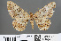  ( - RMNH.INS.541955)  @11 [ ] CreativeCommons - Attribution Non-Commercial Share-Alike (2013) Unspecified Naturalis, Biodiversity Centre