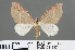  (Docirava pudicata - RMNH.INS.541957)  @14 [ ] CreativeCommons - Attribution Non-Commercial Share-Alike (2013) Unspecified Naturalis, Biodiversity Centre