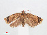  ( - RMNH.INS.548548)  @13 [ ] CreativeCommons - Attribution Non-Commercial Share-Alike (2012) Unspecified Naturalis, Biodiversity Centre