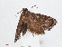  ( - RMNH.INS.548580)  @12 [ ] CreativeCommons - Attribution Non-Commercial Share-Alike (2012) Unspecified Naturalis, Biodiversity Centre