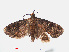  ( - RMNH.INS.548582)  @14 [ ] CreativeCommons - Attribution Non-Commercial Share-Alike (2012) Unspecified Naturalis, Biodiversity Centre