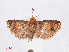  (Lepteucosma fuscicaput - RMNH.INS.548604)  @13 [ ] CreativeCommons - Attribution Non-Commercial Share-Alike (2012) Unspecified Naturalis, Biodiversity Centre
