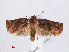  ( - RMNH.INS.548606)  @13 [ ] CreativeCommons - Attribution Non-Commercial Share-Alike (2012) Unspecified Naturalis, Biodiversity Centre