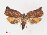  ( - RMNH.INS.548635)  @13 [ ] CreativeCommons - Attribution Non-Commercial Share-Alike (2012) Unspecified Naturalis, Biodiversity Centre
