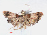  (Pyralis oenoealis - RMNH.INS.548869)  @13 [ ] CreativeCommons - Attribution Non-Commercial Share-Alike (2012) Unspecified Naturalis, Biodiversity Centre