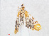  ( - RMNH.INS.548902)  @12 [ ] CreativeCommons - Attribution Non-Commercial Share-Alike (2012) Unspecified Naturalis, Biodiversity Centre