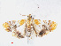  ( - RMNH.INS.548903)  @13 [ ] CreativeCommons - Attribution Non-Commercial Share-Alike (2012) Unspecified Naturalis, Biodiversity Centre