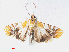  ( - RMNH.INS.548904)  @13 [ ] CreativeCommons - Attribution Non-Commercial Share-Alike (2012) Unspecified Naturalis, Biodiversity Centre