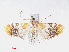  ( - RMNH.INS.548905)  @13 [ ] CreativeCommons - Attribution Non-Commercial Share-Alike (2012) Unspecified Naturalis, Biodiversity Centre