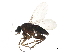  (Megaselia tecticauda - BIOUG36713-E06)  @13 [ ] CreativeCommons - Attribution (2018) CBG Photography Group Centre for Biodiversity Genomics