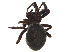  (Steatoda albomaculata - BIOUG36746-B04)  @15 [ ] CreativeCommons - Attribution (2018) CBG Photography Group Centre for Biodiversity Genomics