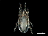  (Hirstionyssus - BIOUG36750-E11)  @11 [ ] CreativeCommons - Attribution (2018) CBG Photography Group Centre for Biodiversity Genomics