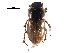  ( - CCDB-28934-A08)  @11 [ ] CreativeCommons - Attribution (2015) CBG Photography Group Centre for Biodiversity Genomics