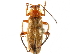  (Cantharis livida - CCDB-28934-B12)  @14 [ ] CreativeCommons - Attribution (2015) CBG Photography Group Centre for Biodiversity Genomics