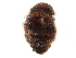  ( - CCDB-28934-C03)  @11 [ ] CreativeCommons - Attribution (2015) CBG Photography Group Centre for Biodiversity Genomics
