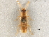  (Gyrophaena modesta - CCDB-28935-B04)  @13 [ ] CreativeCommons - Attribution (2015) CBG Photography Group Centre for Biodiversity Genomics