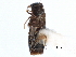  ( - CCDB-28935-C09)  @11 [ ] CreativeCommons - Attribution (2015) CBG Photography Group Centre for Biodiversity Genomics