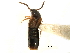  ( - CCDB-28935-F02)  @11 [ ] CreativeCommons - Attribution (2015) CBG Photography Group Centre for Biodiversity Genomics