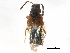  ( - CCDB-28935-F03)  @11 [ ] CreativeCommons - Attribution (2015) CBG Photography Group Centre for Biodiversity Genomics