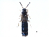  ( - CCDB-28935-G09)  @11 [ ] CreativeCommons - Attribution (2015) CBG Photography Group Centre for Biodiversity Genomics