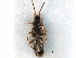  ( - CCDB-28935-H08)  @11 [ ] CreativeCommons - Attribution (2015) CBG Photography Group Centre for Biodiversity Genomics
