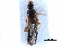  ( - CCDB-28936-A12)  @11 [ ] CreativeCommons - Attribution (2015) CBG Photography Group Centre for Biodiversity Genomics